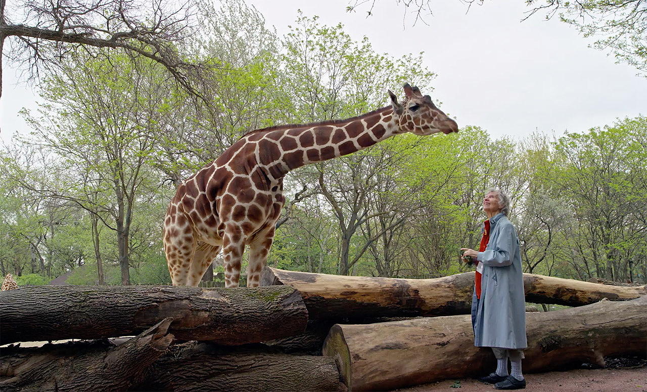 The Woman Who Loves Giraffes (DVD) - Kino Lorber Home Video